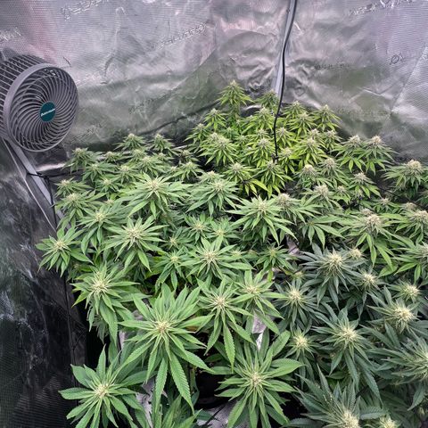 Mimosa x Orange Punch #1 growlog timeline photo