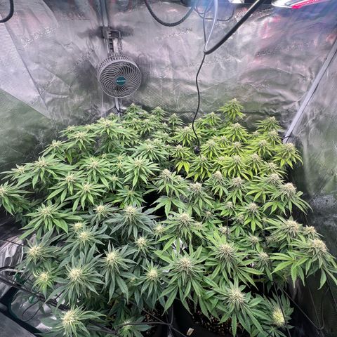 Mimosa x Orange Punch #1 growlog timeline photo
