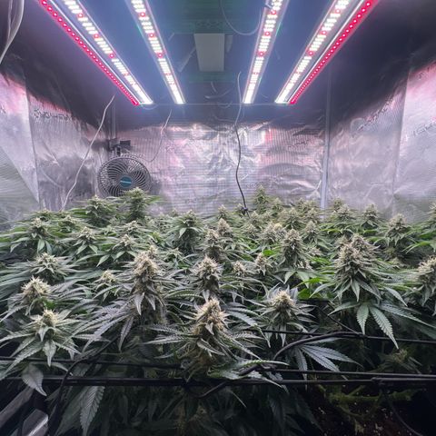 Mimosa x Orange Punch #1 growlog timeline photo