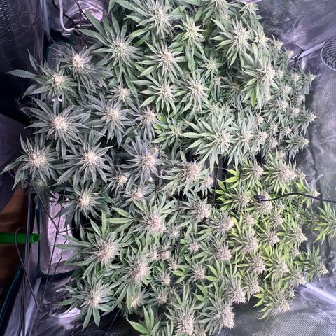 Mimosa x Orange Punch #1 growlog timeline photo