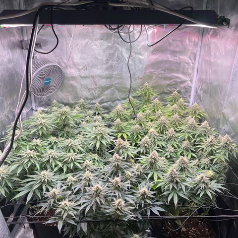 Mimosa x Orange Punch #1 growlog timeline photo