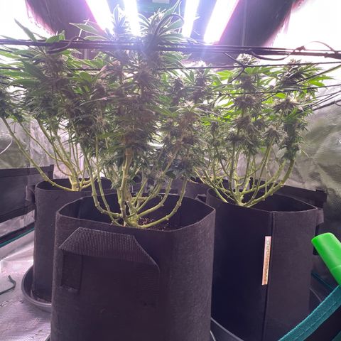 Mimosa x Orange Punch #1 growlog timeline photo