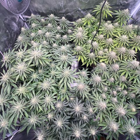 Mimosa x Orange Punch #1 growlog timeline photo