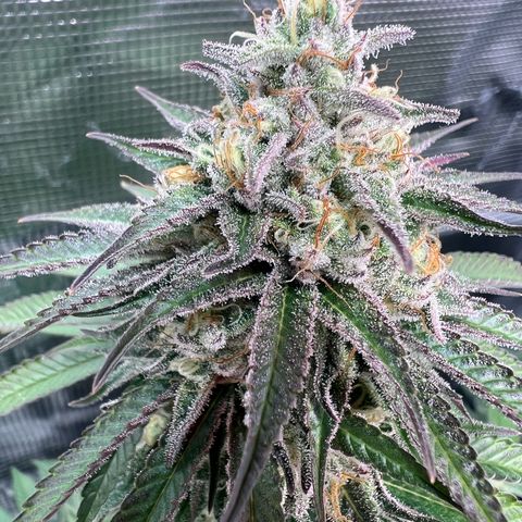 Mimosa x Orange Punch #1 growlog timeline photo