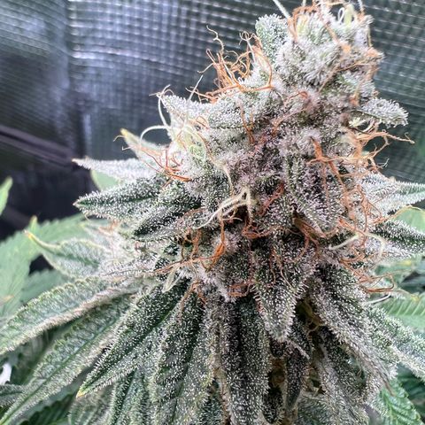 Mimosa x Orange Punch #1 growlog timeline photo