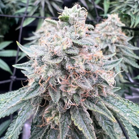 Mimosa x Orange Punch #1 growlog timeline photo