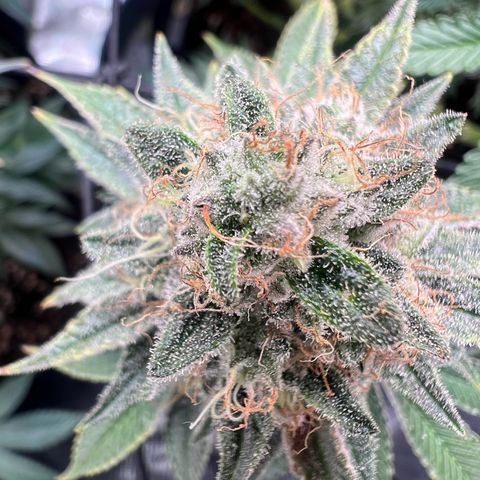 Mimosa x Orange Punch #1 growlog timeline photo