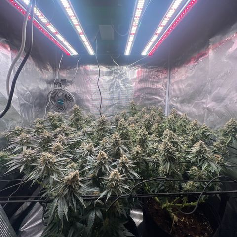 Mimosa x Orange Punch #1 growlog timeline photo