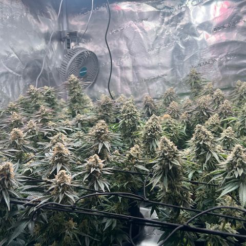 Mimosa x Orange Punch #1 growlog timeline photo