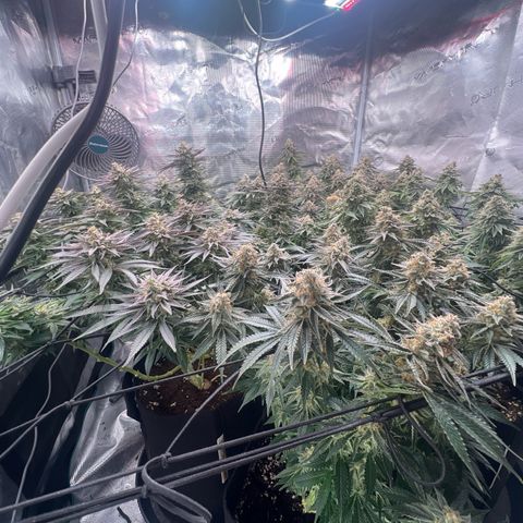 Mimosa x Orange Punch #1 growlog timeline photo