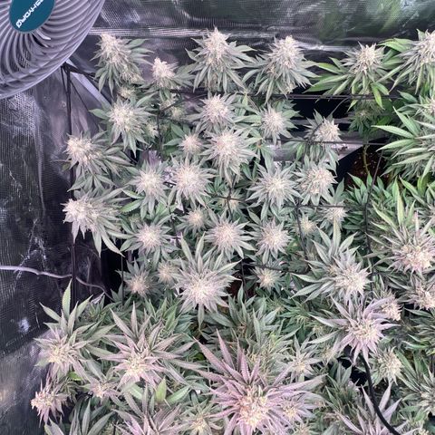 Mimosa x Orange Punch #1 growlog timeline photo