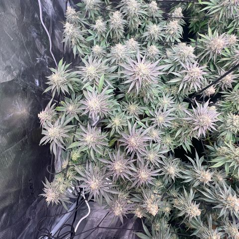 Mimosa x Orange Punch #1 growlog timeline photo