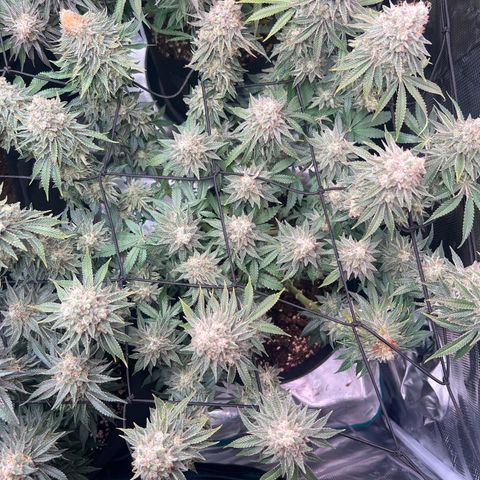 Mimosa x Orange Punch #1 growlog timeline photo