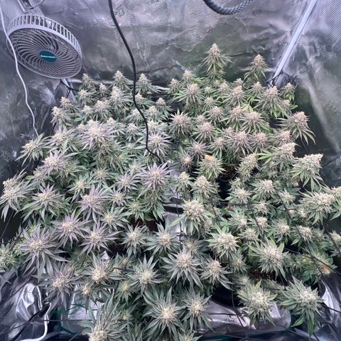 Mimosa x Orange Punch #1 growlog timeline photo
