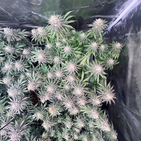 Mimosa x Orange Punch #1 growlog timeline photo