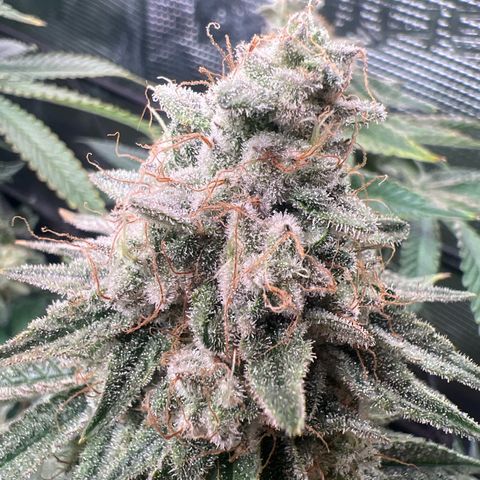 Mimosa x Orange Punch #1 growlog timeline photo