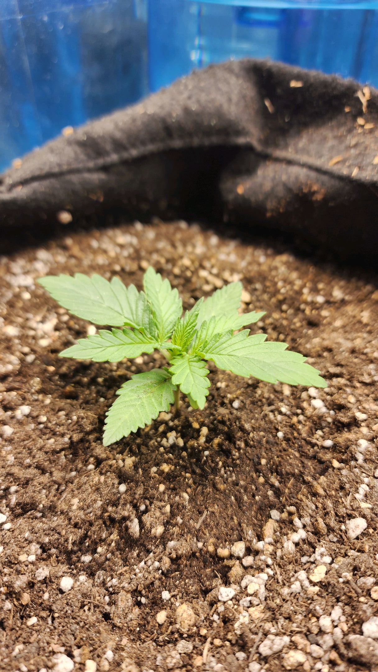 Roxanne growlog header