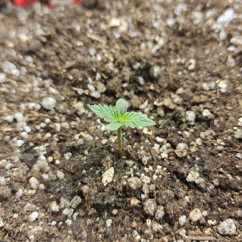 Roxanne growlog photo
