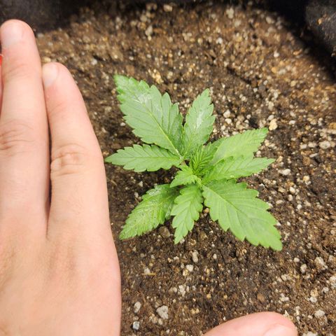 Roxanne growlog photo