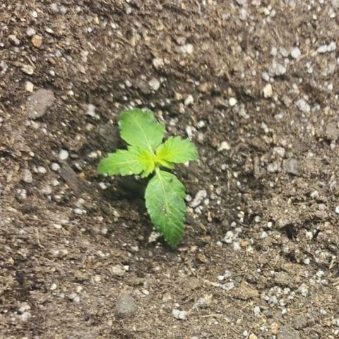 Roxanne growlog photo
