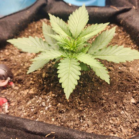 Roxanne growlog photo