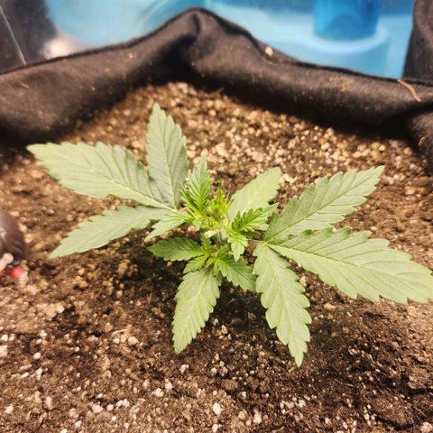 Roxanne growlog photo