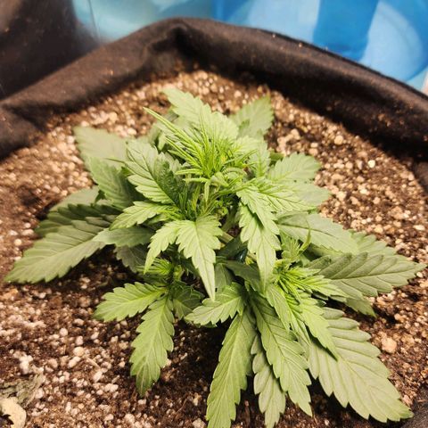 Roxanne growlog timeline photo