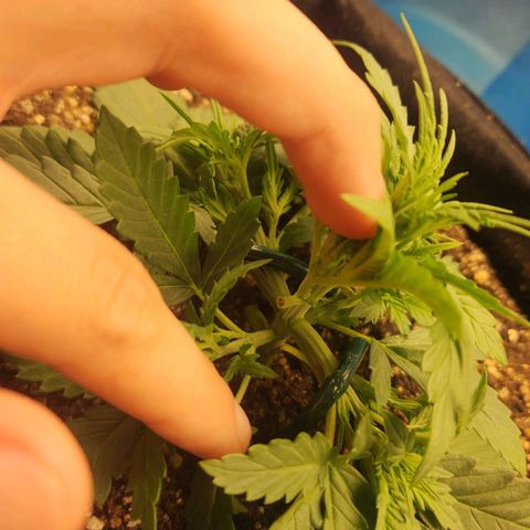 Roxanne growlog timeline photo