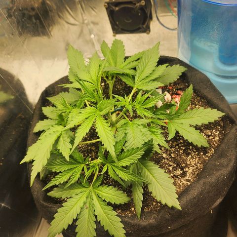 Roxanne growlog timeline photo