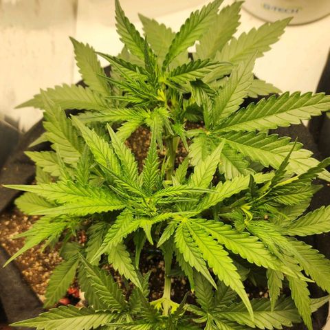 Roxanne growlog timeline photo