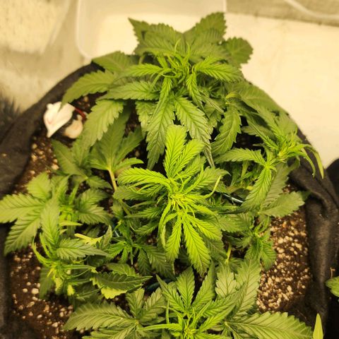 Roxanne growlog timeline photo