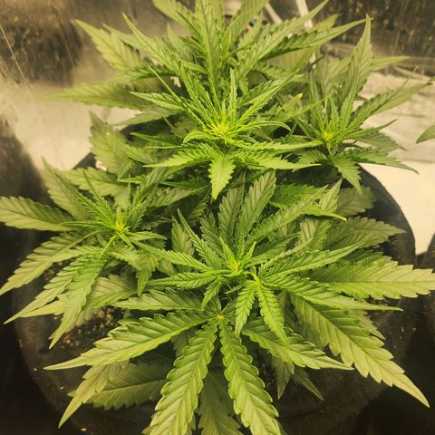 Roxanne growlog timeline photo