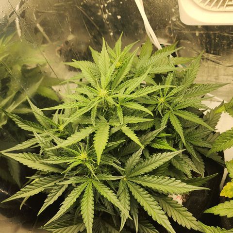 Roxanne growlog timeline photo