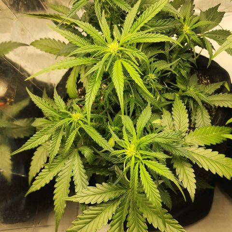Roxanne growlog timeline photo