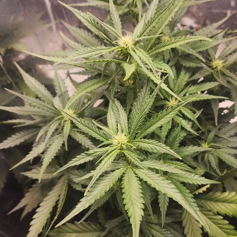 Roxanne growlog timeline photo