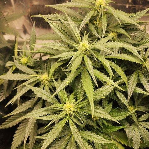 Roxanne growlog timeline photo