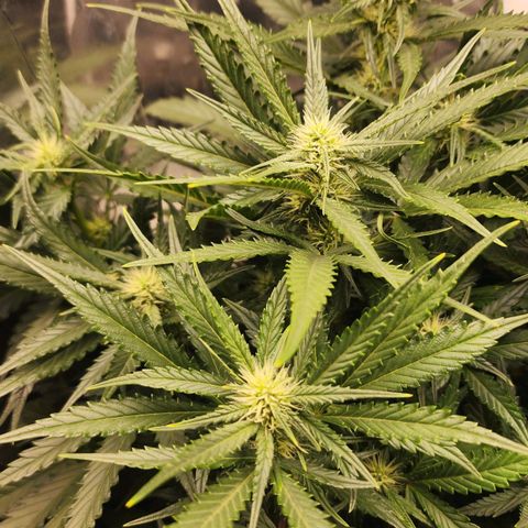 Roxanne growlog timeline photo