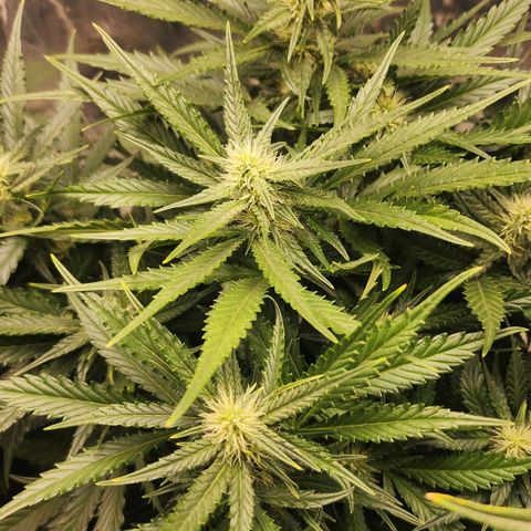 Roxanne growlog timeline photo