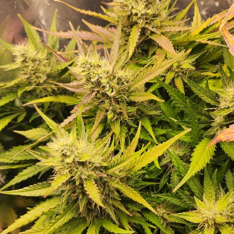 Roxanne growlog timeline photo