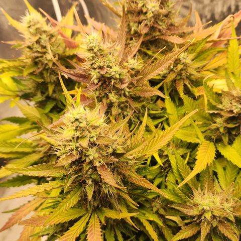 Roxanne growlog timeline photo