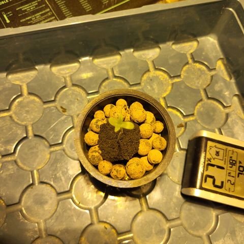 Chocolope  growlog timeline photo
