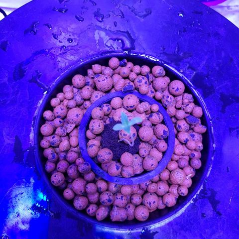 Chocolope  growlog timeline photo