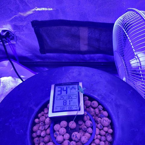 Chocolope  growlog timeline photo
