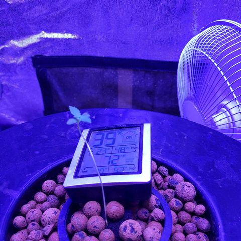 Chocolope  growlog timeline photo
