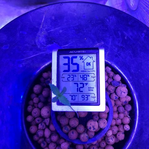 Chocolope  growlog timeline photo