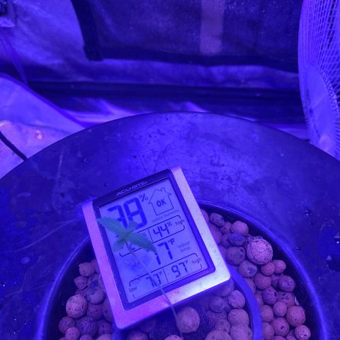 Chocolope  growlog timeline photo
