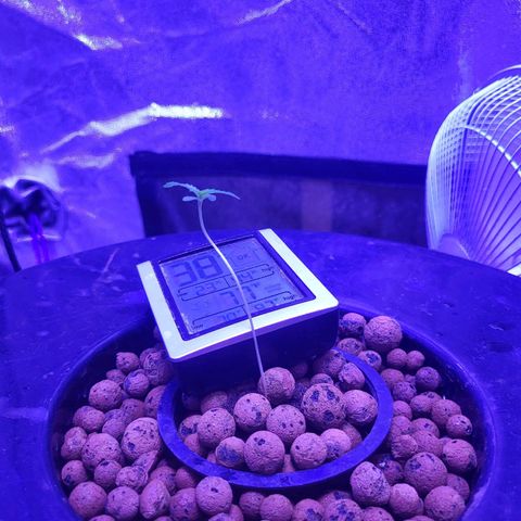 Chocolope  growlog timeline photo