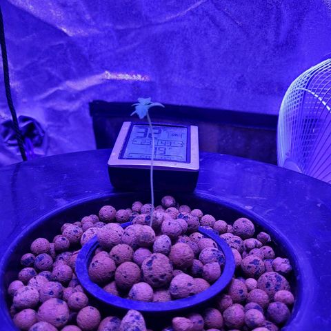 Chocolope  growlog timeline photo
