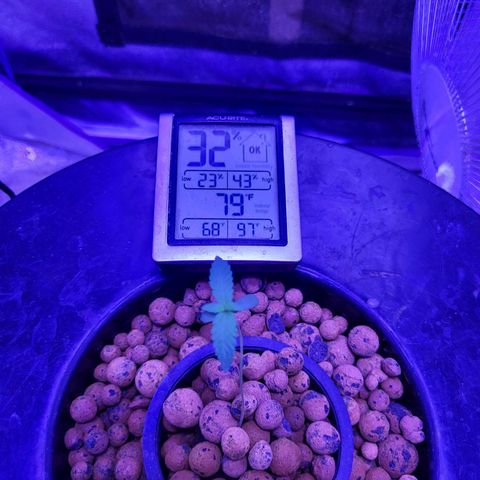 Chocolope  growlog timeline photo