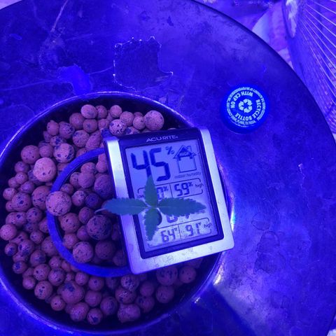 Chocolope  growlog timeline photo